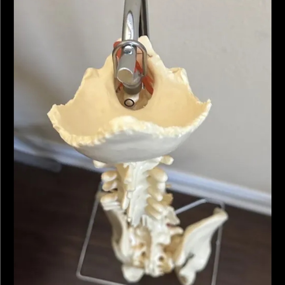 Medical spine stand for learning/training purposes brand new in box